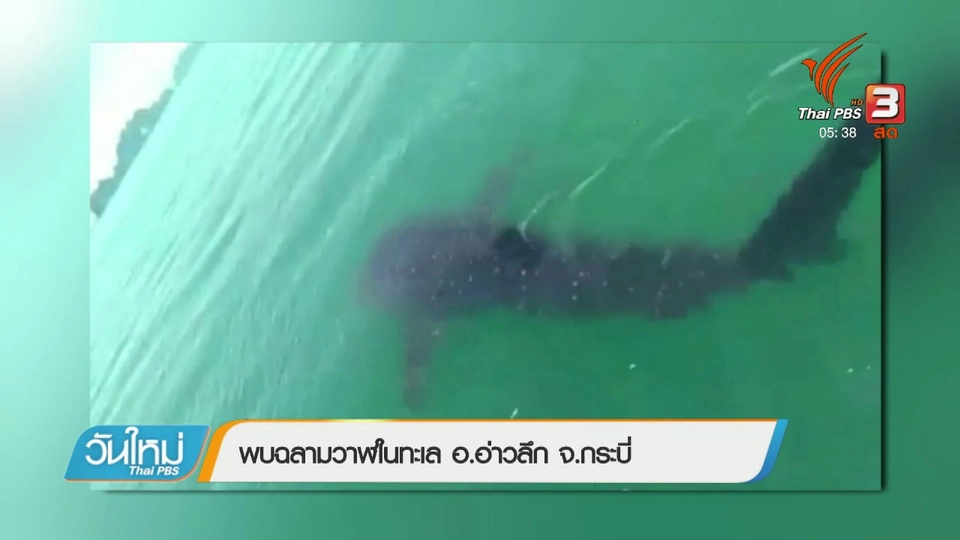พบฉลามวาฬในทะเล อ.อ่าวลึก จ.กระบี่