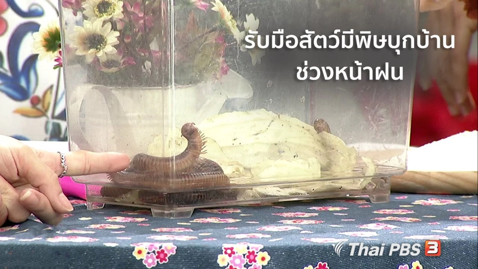 นารีสนทนา : รับมือสัตว์มีพิษบุกบ้าน ช่วงหน้าฝน
