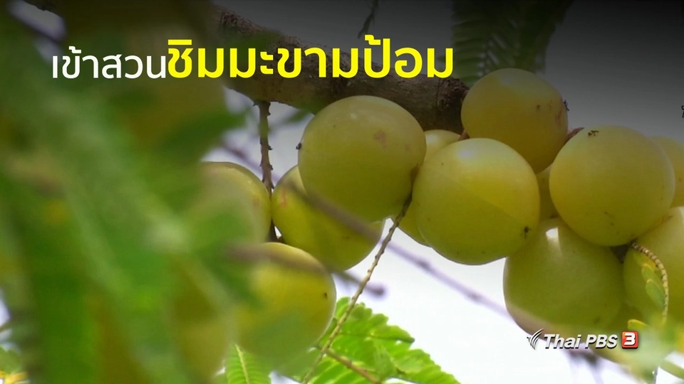 อาชีพทั่วไทย : ปลูกมะขามป้อม