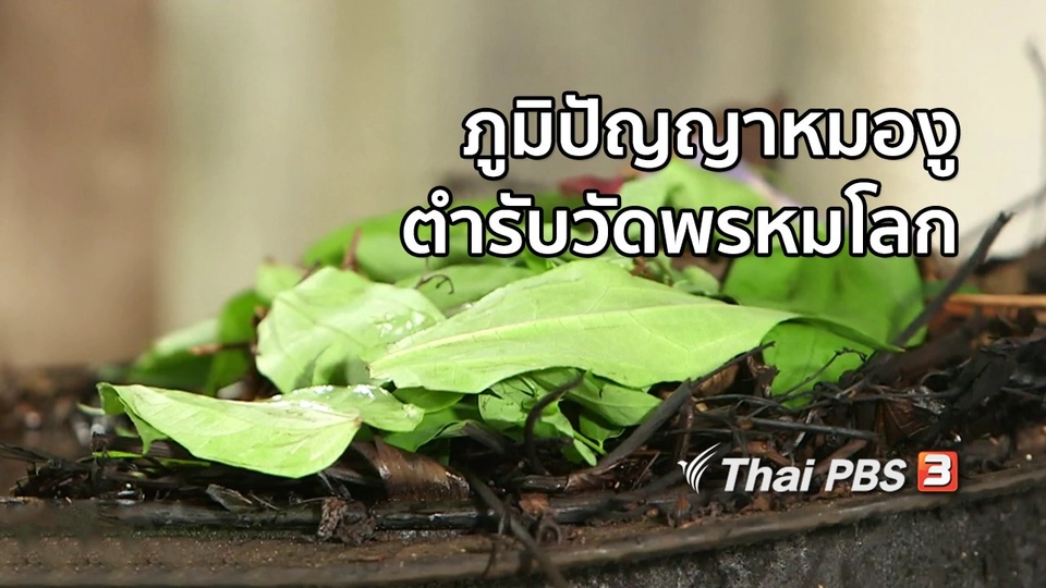 เรื่องนี้มีตำนาน : ภูมิปัญญาหมองูตำรับวัดพรหมโลก