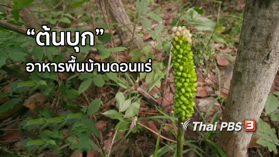 อิ่มมนต์รส : "ต้นบุก" พืชป่าอาหารพื้นบ้านดอนแร่