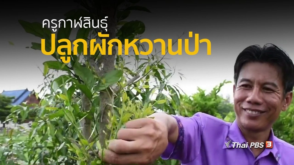 อาชีพทั่วไทย : ครูกาฬสินธุ์ปลูกผักหวานป่าเตรียมพร้อมก่อนเกษียณ
