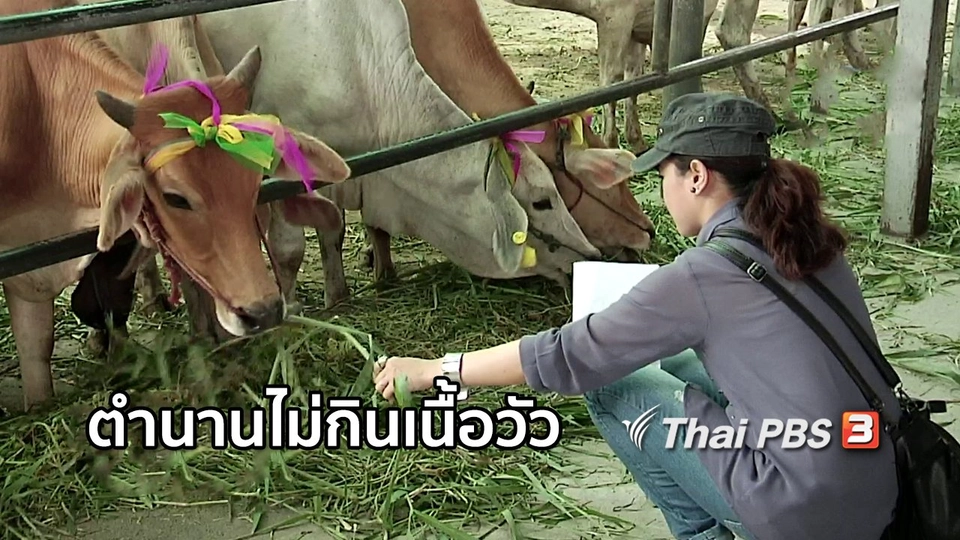 เรื่องนี้มีตำนาน : ตำนานไม่กินเนื้อวัว