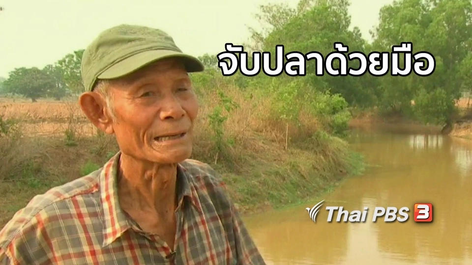 ตะลุยทั่วไทย  จับปลาด้วยมือ