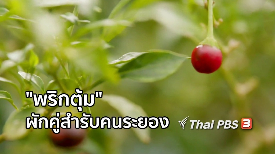 อิ่มมนต์รส : "พริกตุ้ม" ผักสวนครัวคู่สำรับคนระยอง