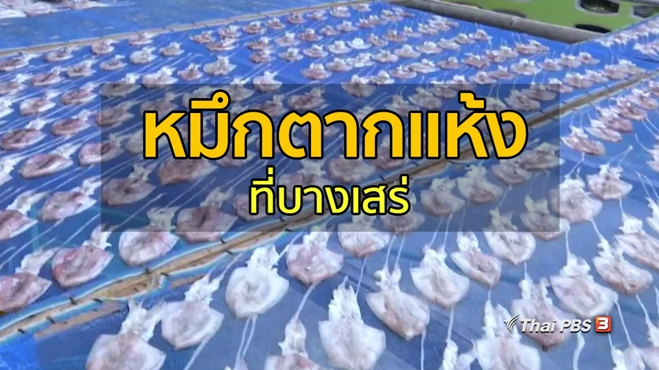 อาชีพทั่วไทย : หมึกตากแห้งที่บางเสร่