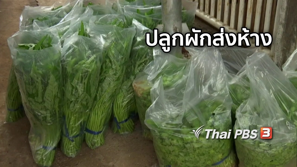 ตะลุยทั่วไทย : ปลูกผักส่งห้าง