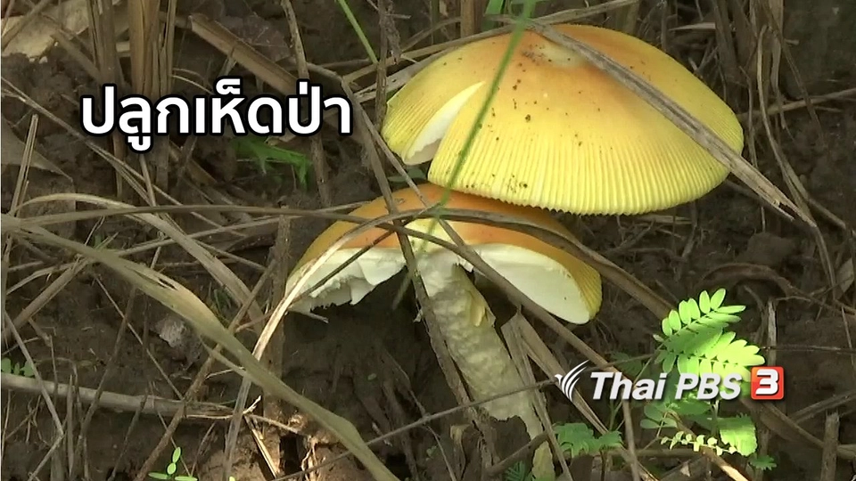 ตะลุยทั่วไทย : ปลูกเห็ดป่า