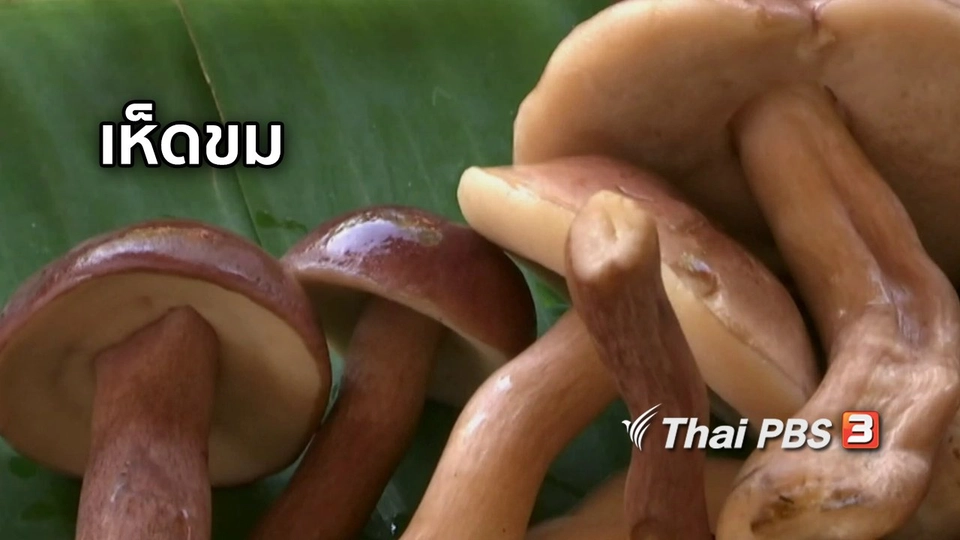 ตะลุยทั่วไทย : เห็ดขม