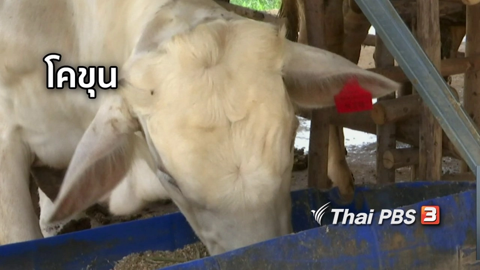 ตะลุยทั่วไทย : โคขุน