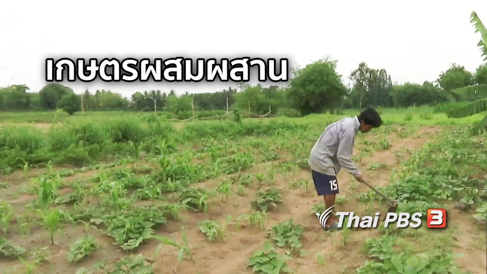 ตะลุยทั่วไทย : เกษตรผสมผสาน