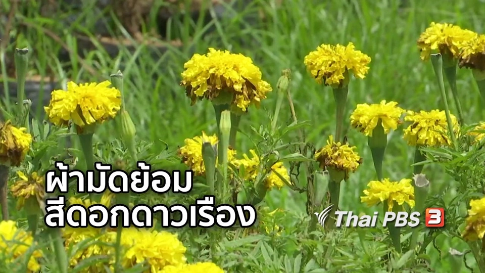 ตะลุยทั่วไทย : ผ้ามัดย้อมสีดอกดาวเรือง