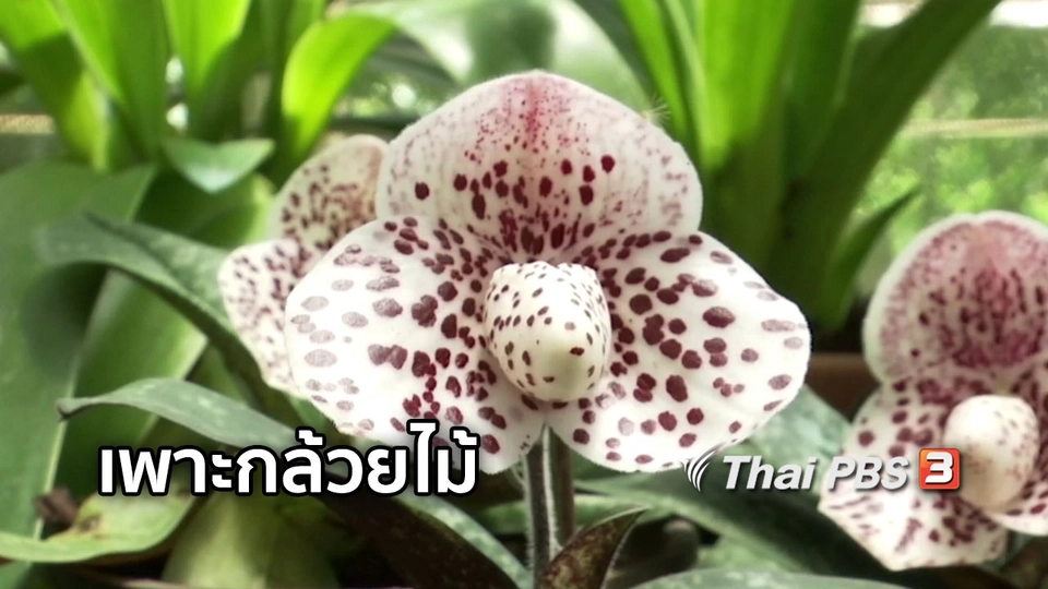 ตะลุยทั่วไทย : เพาะกล้วยไม้