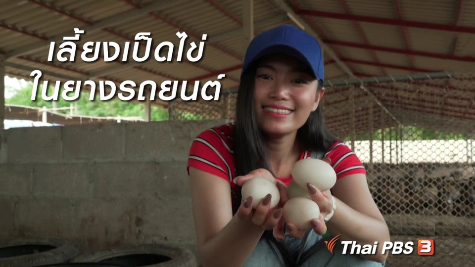 นารีสนทนา : เลี้ยงเป็ดไข่ในยางรถยนต์