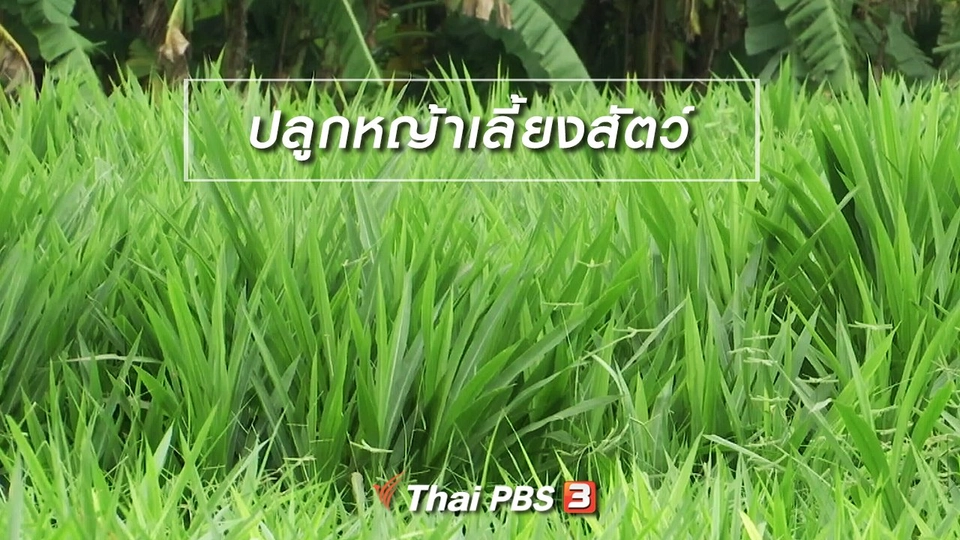 ตะลุยทั่วไทย : ปลูกหญ้าเลี้ยงสัตว์