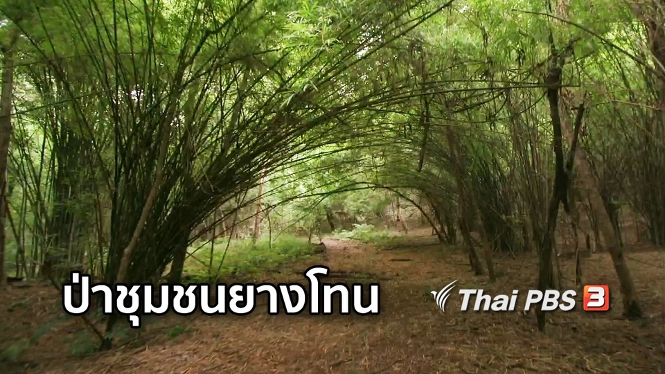 ตะลุยทั่วไทย : ป่าชุมชนยางโทน