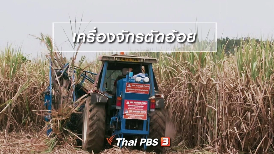 ตะลุยทั่วไทย : เครื่องจักรตัดอ้อย