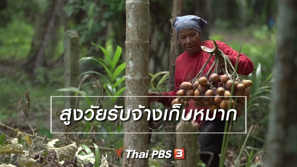 สูงวัยไทยแลนด์ : สูงวัยรับจ้างเก็บหมาก