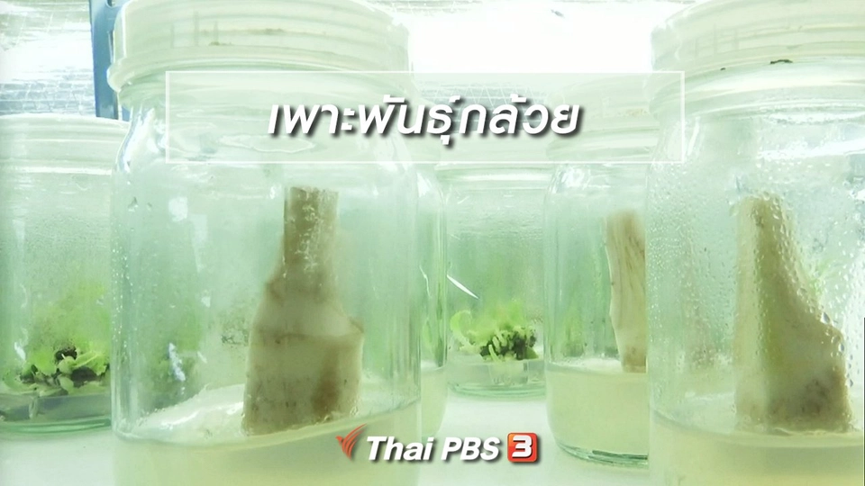 ตะลุยทั่วไทย : เพาะพันธุ์กล้วย