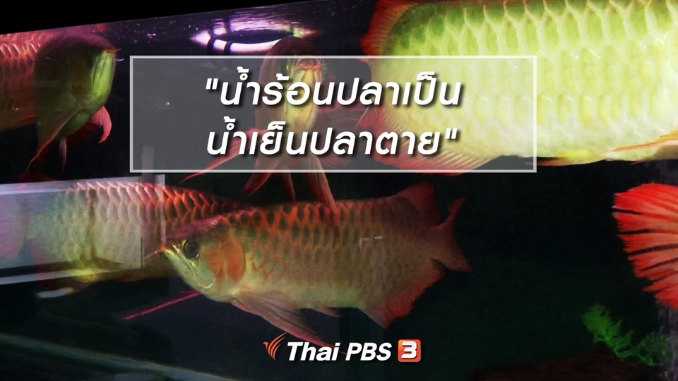 เพียงคำเดียว : "น้ำร้อนปลาเป็น น้ำเย็นปลาตาย"