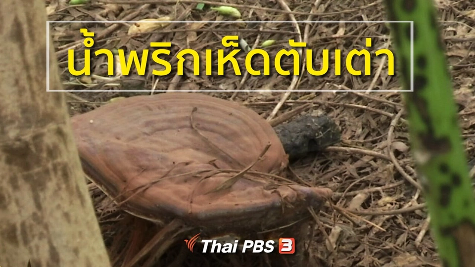 อาชีพทั่วไทย : น้ำพริกเห็ดตับเต่า