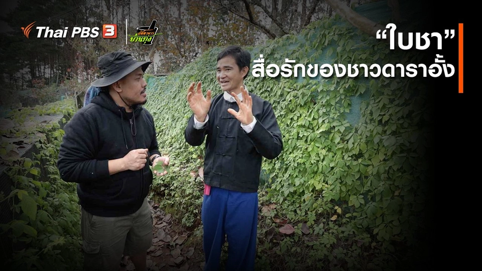 คลิปบ้านทุ่ง : “ใบชา” สื่อรักของชาวดาราอั้ง