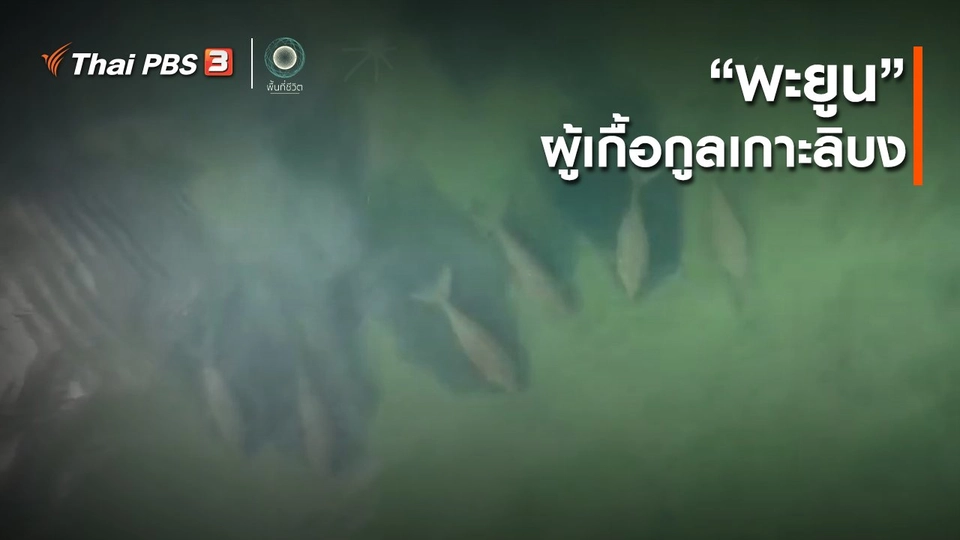 เปิดโลกเปิดความคิด : “พะยูน” ผู้เกื้อกูลเกาะลิบง
