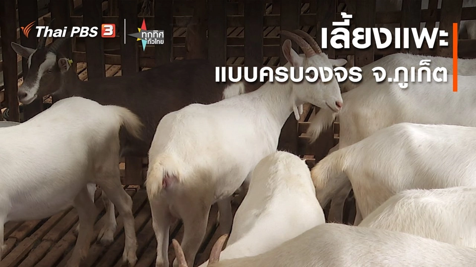 ​เลี้ยงแพะแบบครบวงจร จ.ภูเก็ต
