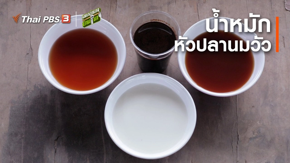 สูตรลับฉบับบ้านนา : น้ำหมักหัวปลานมวัว