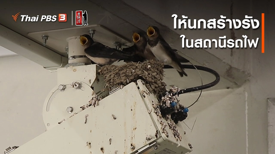 รู้ให้ลึกเรื่องญี่ปุ่น : ให้นกสร้างรังในสถานีรถไฟ