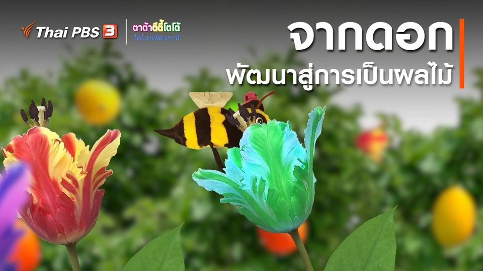 ​เกร็ดน่ารู้กับตาต้าตีตี้โตโต้ : จากดอกพัฒนาสู่การเป็นผลไม้