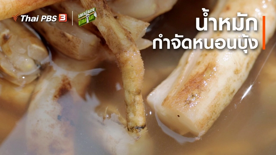 สูตรลับฉบับบ้านนา : น้ำหมักกำจัดหนอนบุ้ง