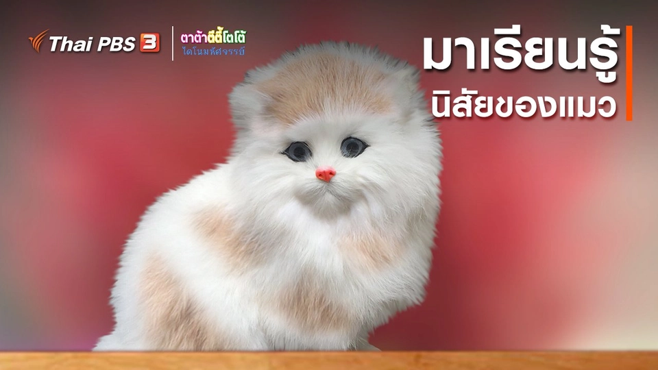 เกร็ดน่ารู้กับตาต้าตีตี้โตโต้ : มาเรียนรู้นิสัยของแมว