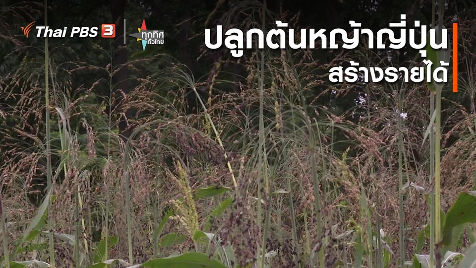 ปลูกต้นหญ้าญี่ปุ่นสร้างรายได้