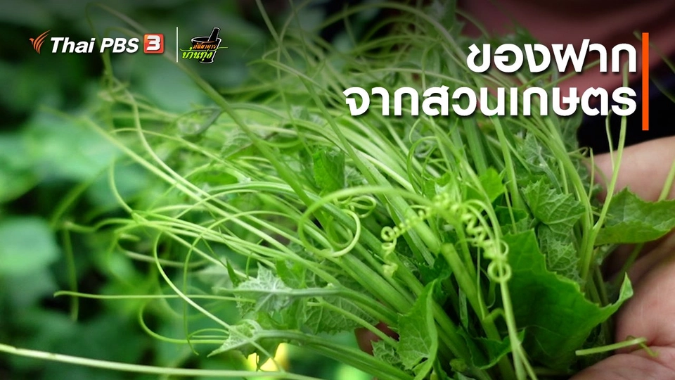 ​คลิปบ้านทุ่ง : ของฝากจากสวนเกษตร