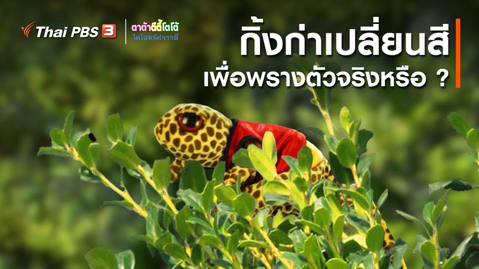 เกร็ดน่ารู้กับตาต้าตีตี้โตโต้ : กิ้งก่าเปลี่ยนสีเพื่อพรางตัวจริงหรือ ?