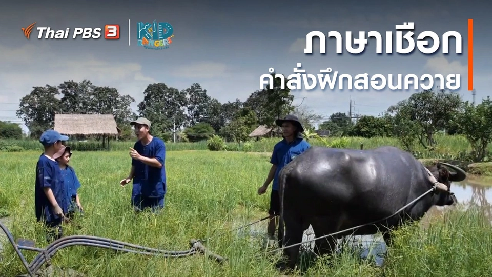 คิดส์เรียนรู้ : ภาษาเชือก คำสั่งฝึกสอนควาย