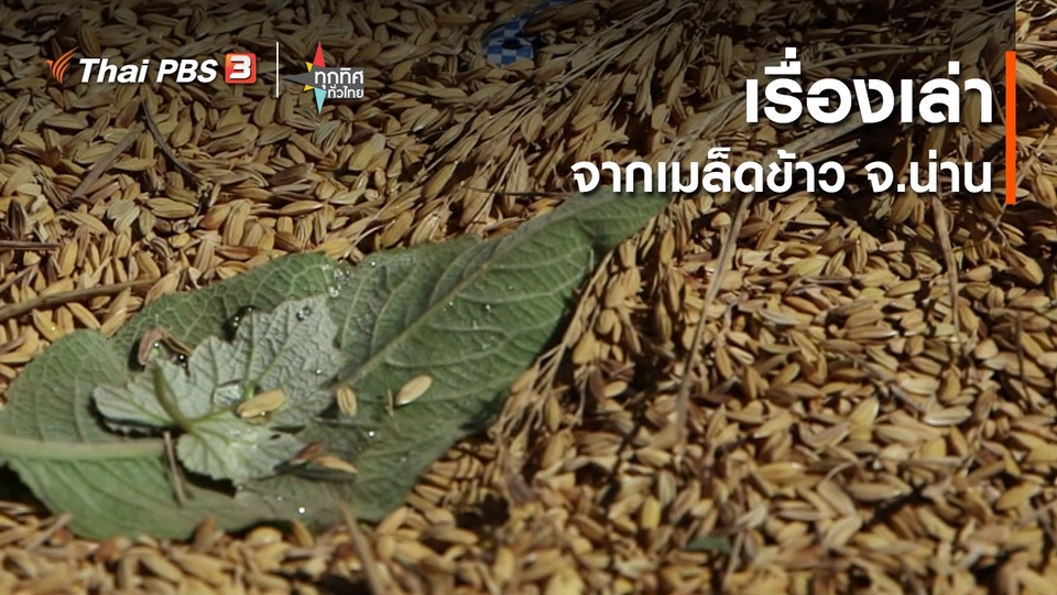 ​เรื่องเล่าจากเมล็ดข้าว จ.น่าน