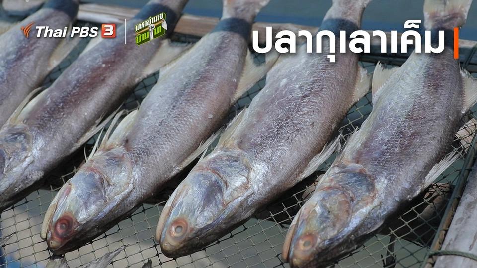 สูตรลับฉบับบ้านนา : ปลากุเลาเค็ม
