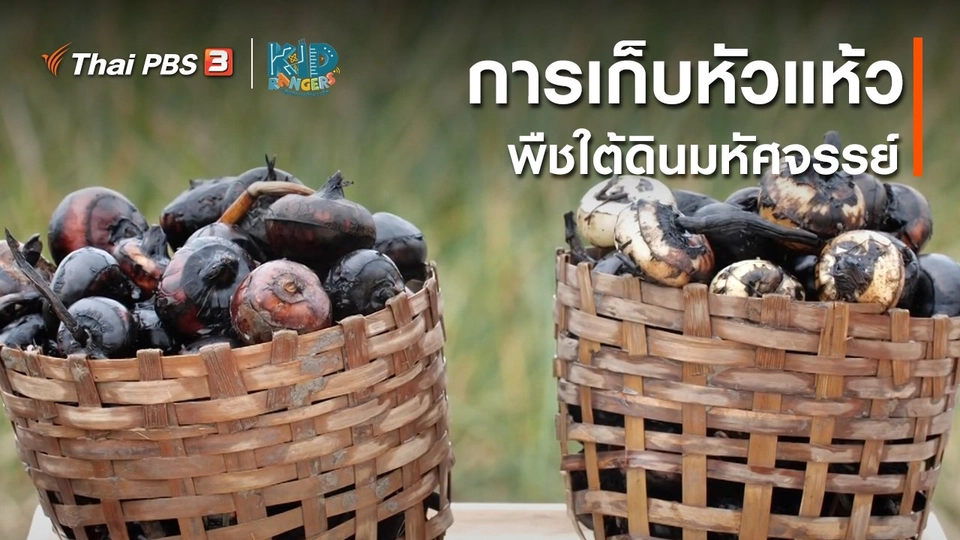 คิดส์เรียนรู้ : การเก็บหัวแห้วพืชใต้ดินมหัศจรรย์
