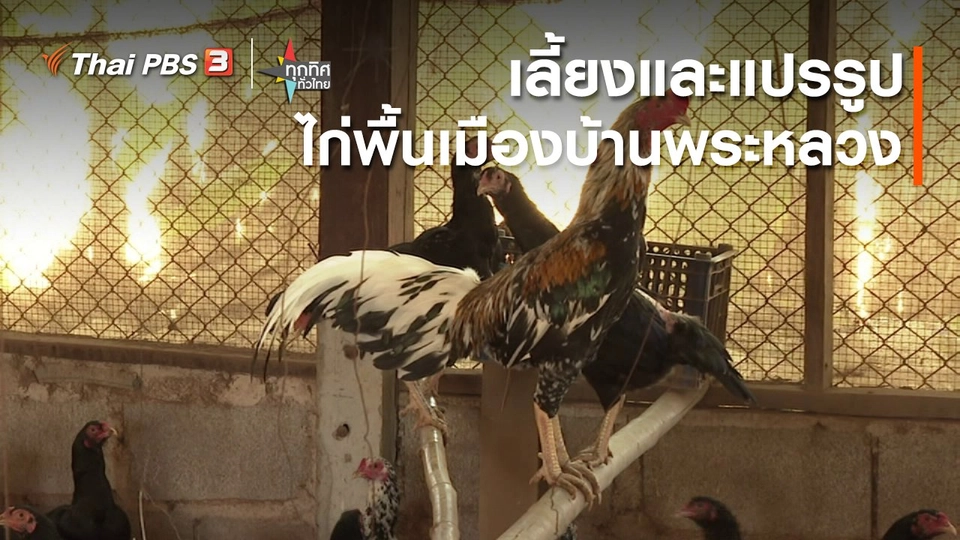 เลี้ยงและแปรรูปไก่พื้นเมืองบ้านพระหลวง จ.แพร่