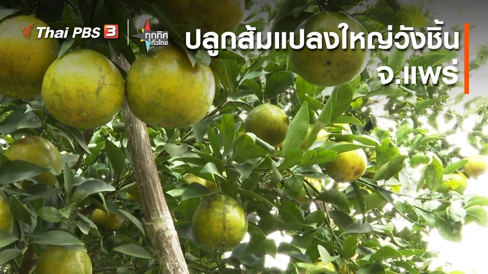 ปลูกส้มแปลงใหญ่วังชิ้น จ.แพร่