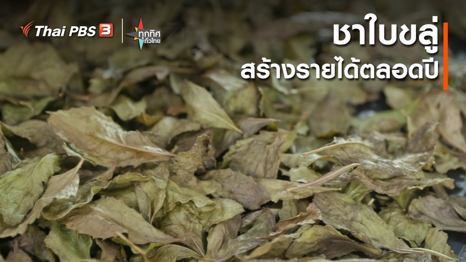 ชาใบขลู่ สร้างรายได้ตลอดปี