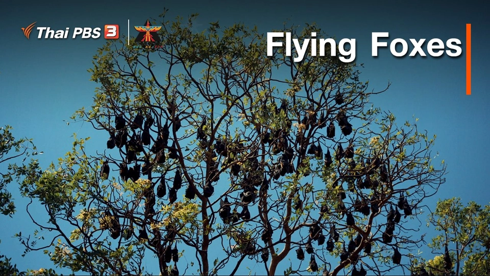 เรื่องเล่าการเดินทาง : Flying Foxes
