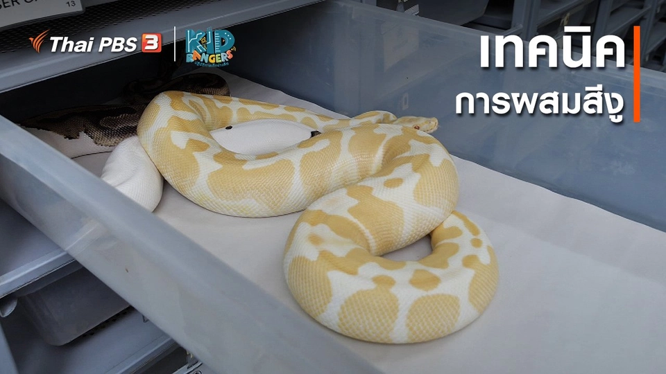 คิดส์เรียนรู้ : เทคนิคการผสมสีงู