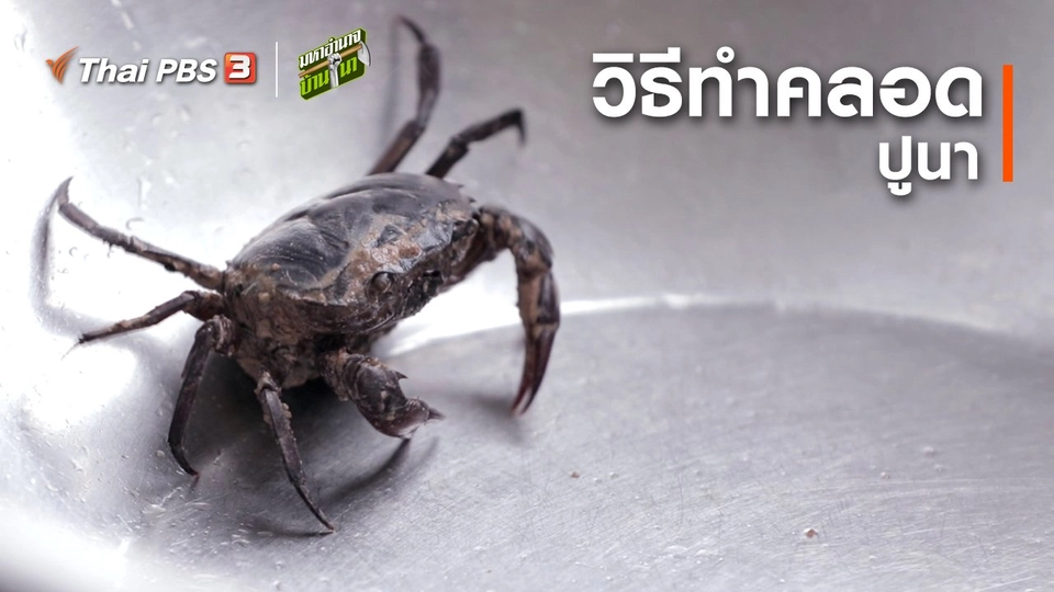 สูตรลับฉบับบ้านนา : ทำคลอดปูนา