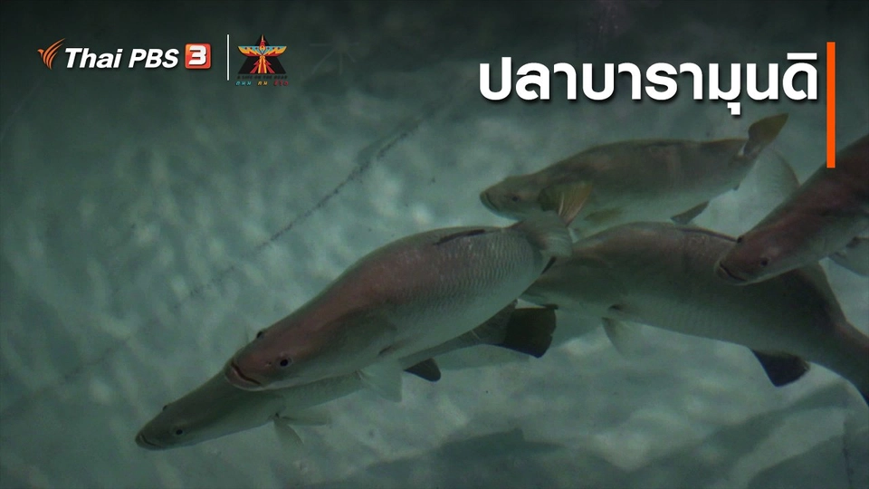 เรื่องเล่าการเดินทาง : ปลาบารามุนดิ