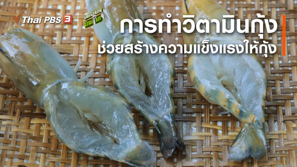 ​สูตรลับฉบับบ้านนา : การทำวิตามินกุ้ง