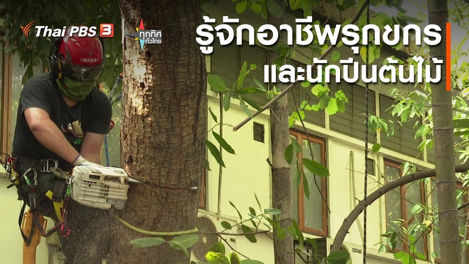 ​รู้จักอาชีพรุกขกรและนักปีนต้นไม้