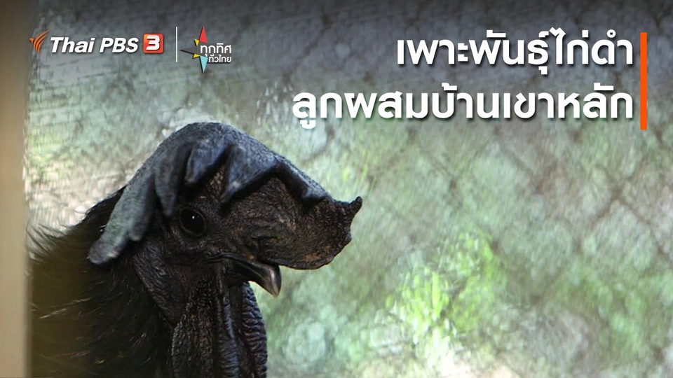 ​เพาะพันธุ์ไก่ดำลูกผสมบ้านเขาหลัก